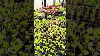 Seedlings in protray seeds shortvideo agriculture agriculturelife [upl. by Anilave]