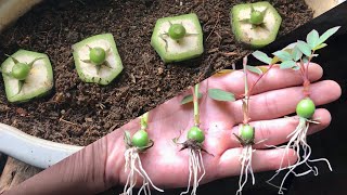 How to grow red roses from flower bud  Easy way grow roses from hips [upl. by Rafter797]