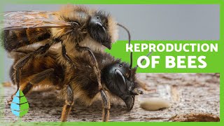 How do BEES reproduce 🐝  Curiosities about Bees [upl. by Cyrie404]