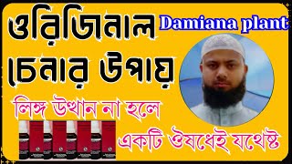 Damiana plant  লিঙ্গোত্থান না হলে কি সেবন করবো  লিঙ্গ লোহার মতো শক্ত করতে কি সেবন করবো  ED [upl. by Benedic]