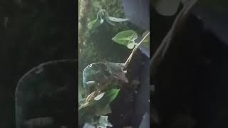 veiled chameleon Chamaeleo calyptratus being a wild lady😅 [upl. by Vijnas]