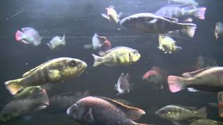 Swimming fish video for cats 3 HOURS OF FUN [upl. by Kenway992]