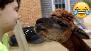 Funny Llama Moments  llama spitting  Try Not To Laugh  PETASTIC 🐾 [upl. by Seugram444]