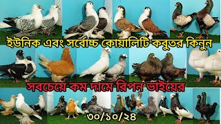 ইউনিক এবং সর্বোচ্চ কোয়ালিটি ফেন্সি কবুতর সবচেয়ে কম দামে।pigeonvideospigeonকবুতরkobutor [upl. by Ailee]