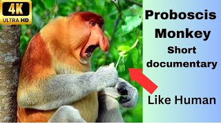 A short documentary about Proboscis Monkeys [upl. by Nylanej]