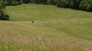 Relaxing Wind Sounds Through The Grass Field 8 Hours  Body Movement Free Flow [upl. by Negah]