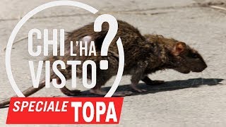 TRAPPOLA FAI DA TE TOPI di Fogna RATTI PANTEGANE GRANDI ENORMI [upl. by Ivets]