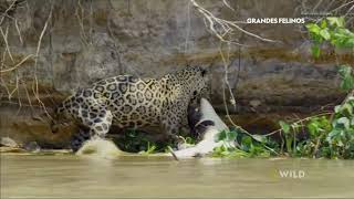 Leopardo Cazando A Un Gran Caiman National Geographic Wild DBM [upl. by Gnilrets464]