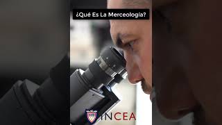 ¿Qué Es La Merceología Y Cómo Funciona [upl. by Ringe42]