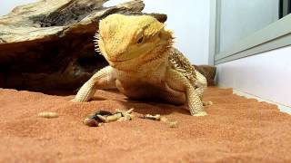 Pogona qui mange [upl. by Roley]