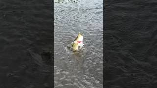 Fishing LAKE OKEECHOBEE [upl. by Erhard951]