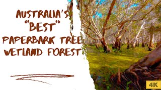 Australias quotBESTquot Paperbark Tree Wetland Forest [upl. by Cornelia403]