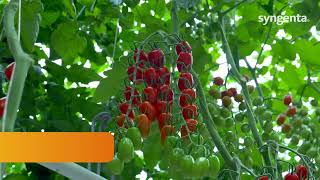 TIAM235003 our hit in cherry tomatoes with ToBRFV and cladosporium resistance [upl. by Means]