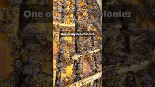 Bee Colony died beekeeping bee [upl. by Geraldine108]