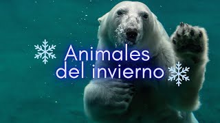 ANIMALES DEL INVIERNO LOS MAESTROS DE LA SUPERVIVENCIA [upl. by Cressi]