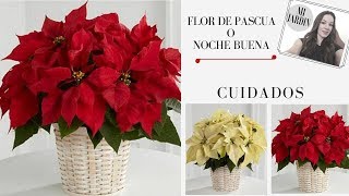 CUIDADOS  FLOR DE PASCUA FLOR DE NOCHE BUENAESTRELLA DE NAVIDAD [upl. by Samau152]