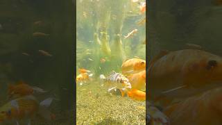 Going Under Water 🌊 With Our Koi Goldfish amp Minnows pond fish outdoors nature [upl. by Marigolde]