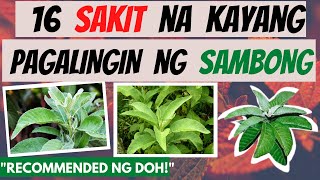 SAMBONG  mga SAKIT na kayang pagalingin at Health BENEFITS  GAMOT LUNAS  Herbal Natural [upl. by Aniuqal266]