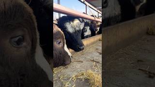 ACIKTIM BAKIŞI 🙈🙈🙈 farm animals calf shortvideo farming bullcalf meat bull farmer cow [upl. by Egan516]