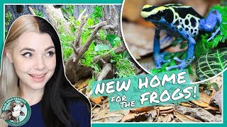 New Bioactive DART FROG Vivarium [upl. by Ellerahc]