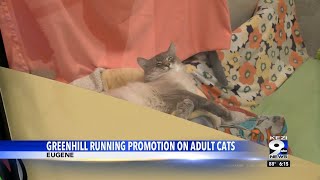 Greenhill lets people pick their own price for adopting adult cats in preparation for influx of [upl. by Uriel]