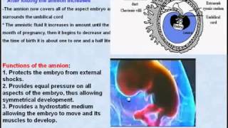 41 General Embryology Amnion [upl. by Enajaras]