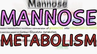 Biochemistry Help Mannose Metabolism [upl. by Karisa]