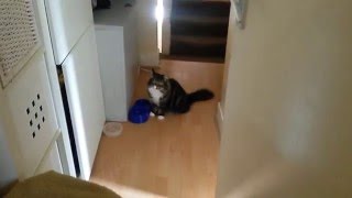 Beautiful cat demands food by rattling her bowl [upl. by Aneeg]