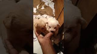 lhasa apso puppies🐕🐕🐕like comment share subscribe dog doglover dogshorts dogs puppy [upl. by Bolen]