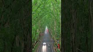 Beautiful TreeLined Road in Nanjing China 🇨🇳 shorts china nanjingroad [upl. by Nnylanna]