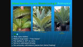 Cycads The 35 Best Cycads for Landscapes [upl. by Betty]