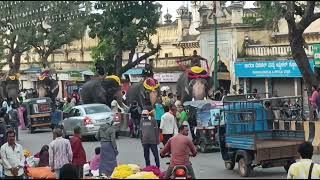 Mysore Dasara 2024  Jumbo Rehearsal 21092024 [upl. by Enrak932]