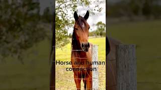 Horse and human connection alternativehorsemanship horse [upl. by Dwayne886]