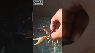 Larva Lobster Hias Clarkii Ghost turun anakan Part 2 aquarium ikanhias lobsterairtawar [upl. by Deming]