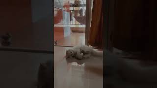 Snowbell Cat Funtimenew viral trending shortvideo trendingshorts cat catlover viralvideo [upl. by Kandace]