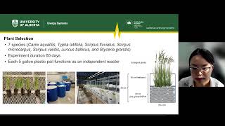 Phytoremediation Of Oil Sands Process Affected Water  Energy In A Flash [upl. by Wallache294]