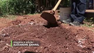 Feijãodeporco é utilizado na adubação verde em MG [upl. by Cecilia]