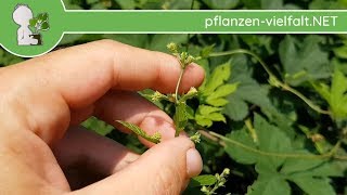 EchterWilder Hopfen  Weibliche BlüteBlüten Humulus lupulus  Wildpflanzen bestimmung [upl. by Aisirtap565]