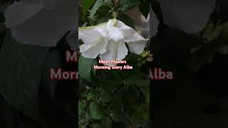 How To Grow And Care Moon Flowers Morning Glory Alba Flower Plant Moonflower YouTubeShorts Shorts [upl. by Gifford]