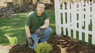 Garden Tips  How to Plant a Shrub [upl. by Anni]