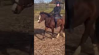 Bareback on Dazzle 😅 horse ponyfun equestrian [upl. by Yuma]