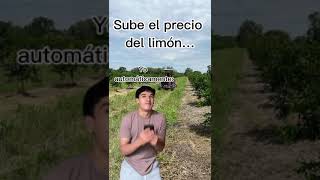 Humor citricola shorts citricos agricultura rotaciondecultivos limon limoneros precio [upl. by Acirrej]