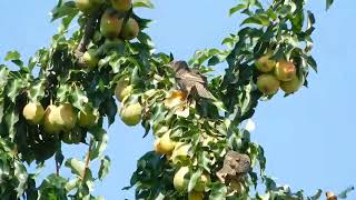 Starlings fights for pears [upl. by Carr]