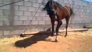 Caballo que baila solo [upl. by Nickie]