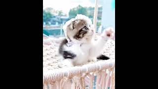 041  Funny Cat Moments That Will Make You Laugh A Day in the Life of My Cat [upl. by Naedan]