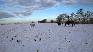 Die Pferde Lolle Kaspar Polly und Cello [upl. by Eloci]