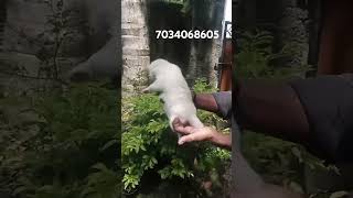 pomeranian spitz puppy for sale trivandrum keralakerala transpotation available pomeranian [upl. by Soane]