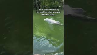 A smart dolphin lead the man to save his baby 🥺wholesome animals dolphin [upl. by Fougere]