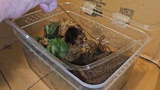 Theraphosa stirmi burgundy Goliath Birdeater rehousing and a couple care notes [upl. by Christyna]