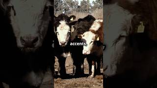 Cows Have Accents amp BFFs 🐄 nature coolfacts cute [upl. by Annoyik876]